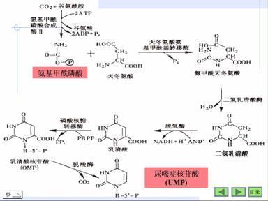 核苷组合疗法MT1621获FDA突破性疗法认定