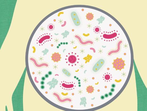 研究人员发现了肠道细菌和宿主之间的种间交流