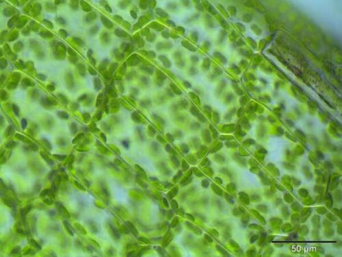 植物细胞分裂如何组装细胞壁