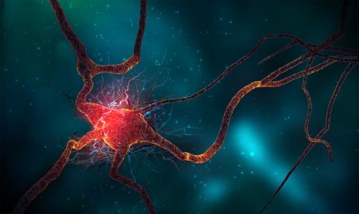 调节神经干细胞的新机制