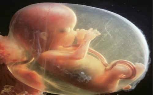 意外发现胚胎发育中的性别偏见