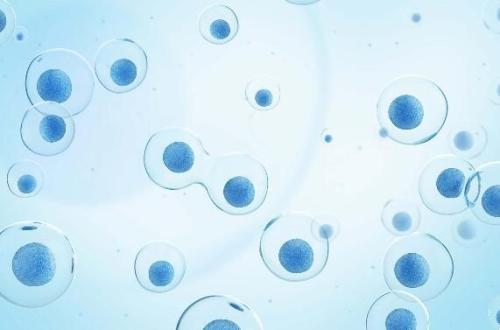 大量数据库通过单细胞追踪哺乳动物器官发育细胞