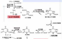 核苷组合疗法MT1621获FDA突破性疗法认定