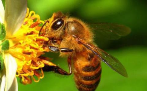 根据我们的DNA追踪实验 城市蜜蜂最喜欢的花朵
