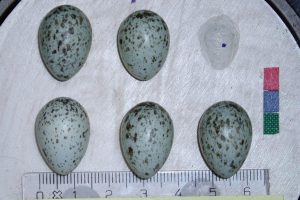 为什么麻雀会产下不同大小的蛋
