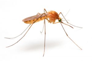 蚊子在抗疟疾运动中受到诽谤