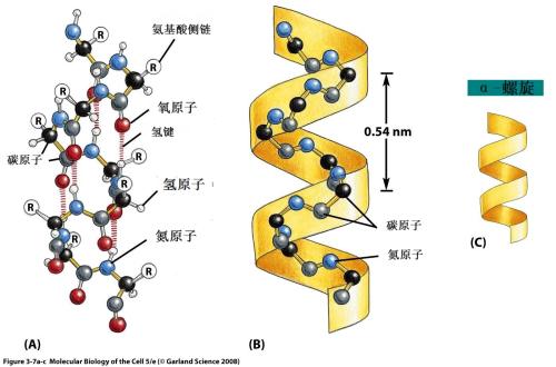分子伙伴如何形成蛋白质机械的动态支架