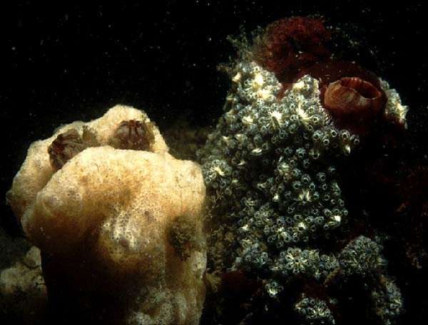 海洋无脊椎动物揭示了人类血液免疫系统的进化