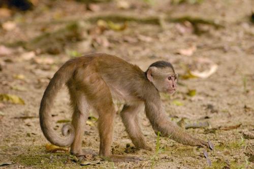 催产素与群居卷尾猴的社交联系有关