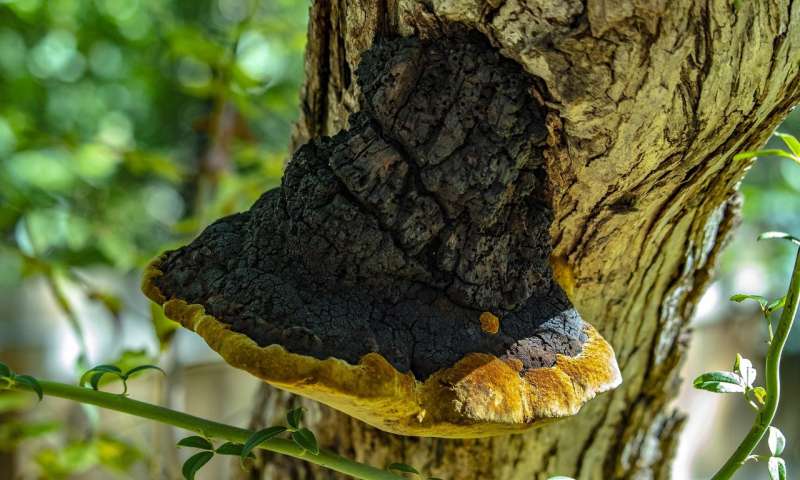 保护木材的真菌很复杂
