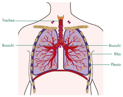 研究描述了器官和组织再生过程中染色质的动态变化