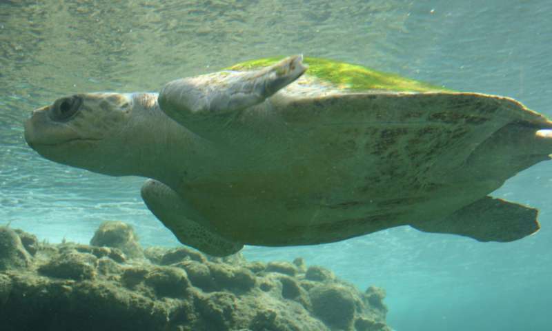 在所有海龟物种中发现的微塑料