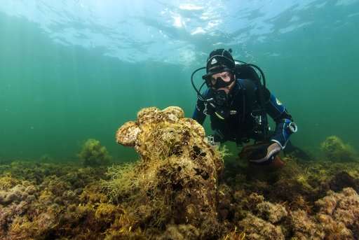 新寄生虫在地中海摧毁了巨型蛤蜊物种