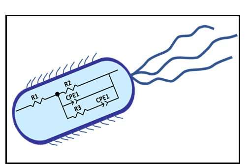 团队演示了监测微生物生长的电化学技术