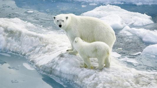 在北极熊血清中发现了数百种未被识别的卤化污染物