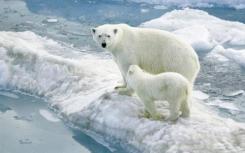 在北极熊血清中发现了数百种未被识别的卤化污染物