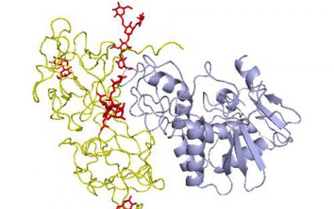 新的分子工具可识别糖蛋白附着物