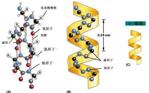 分子伙伴如何形成蛋白质机械的动态支架