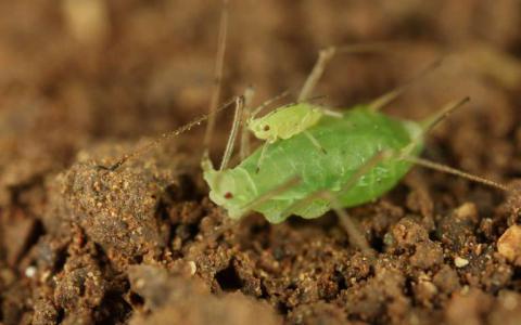 年轻的蚜虫背驮式成年蚜虫更快地获得安全