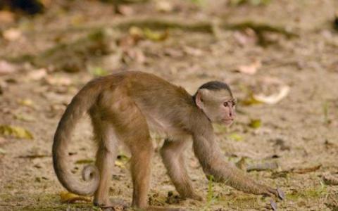 催产素与群居卷尾猴的社交联系有关