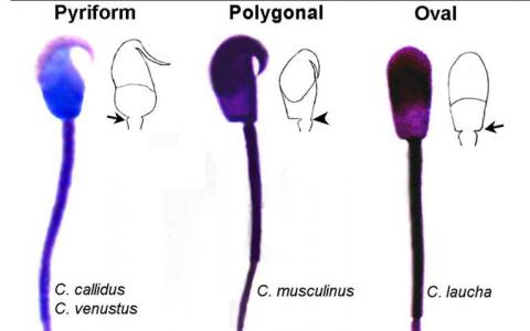 奇怪形状的小鼠精子可以用来区分物种
