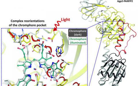 光诱导的光敏蛋白变化