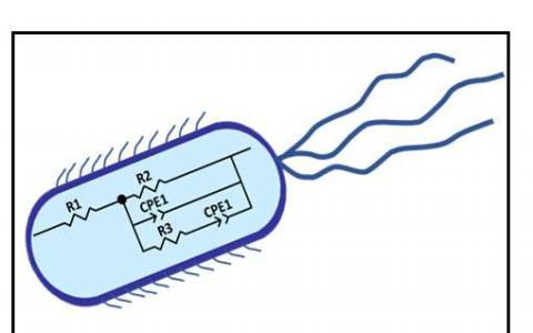 团队演示了监测微生物生长的电化学技术