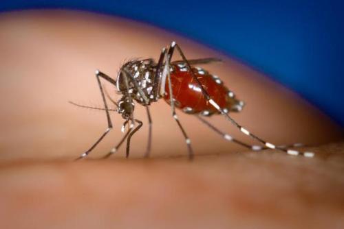 以最大限度地降低蚊子携带病原体的人类风险