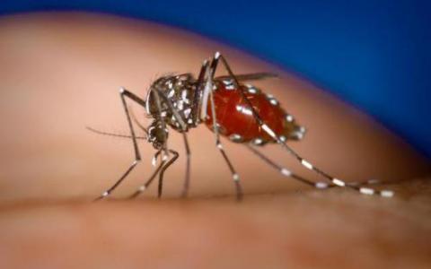 以最大限度地降低蚊子携带病原体的人类风险