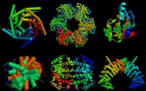 科学家发现了一种新的蛋白质转换