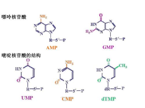 科学家创造出含八种核苷酸的双链DNA