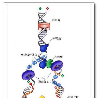 研究人员确定细菌复制解旋酶如何打开以启动DNA复制过程