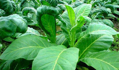 烟草植物转化为绿色生物反应器有益于人类健康