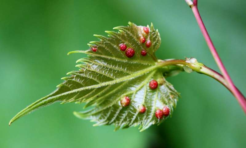 昆虫劫持葡萄藤的繁殖基因 在植物上创造自己的生存空间