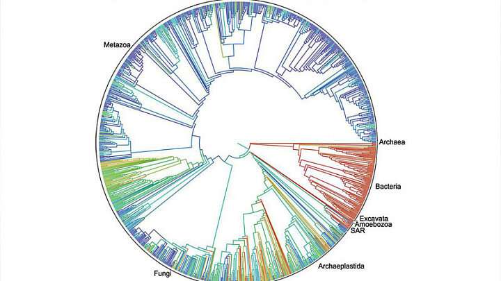 跨越真菌生命树的DNA修饰的新比较研究