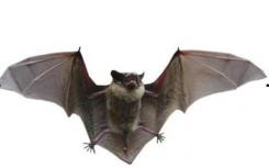 研究人员发现了蝙蝠免疫力的秘密
