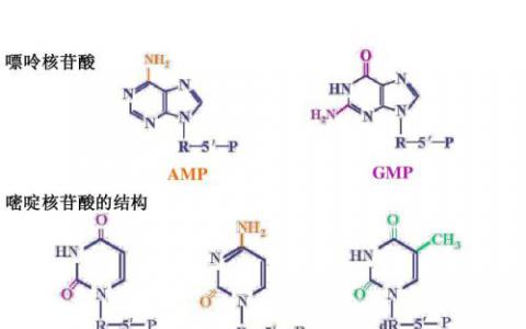 科学家创造出含八种核苷酸的双链DNA