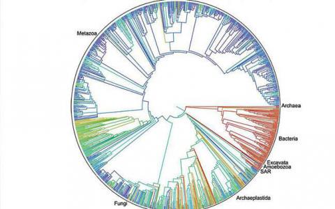 跨越真菌生命树的DNA修饰的新比较研究