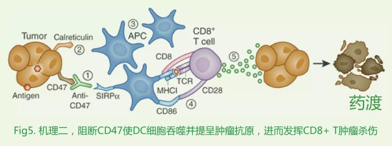 NEJM发布关键临床数据 抗癌新药CD47抗体