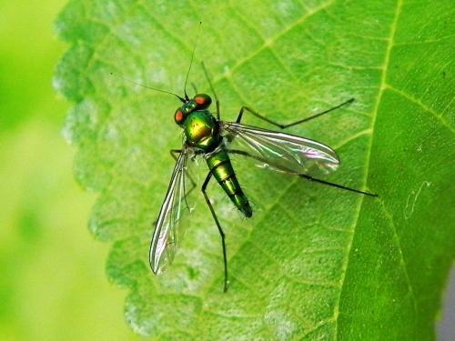 关于昆虫DNA分析和生物多样性估计的新讨论