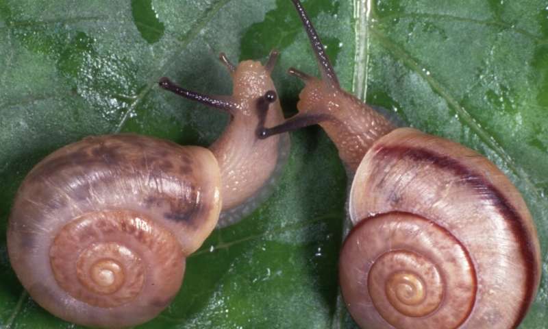 基因表达讲述了蜗牛进化的故事