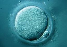 保护卵母细胞独特表观基因组和母体生育能力的机制