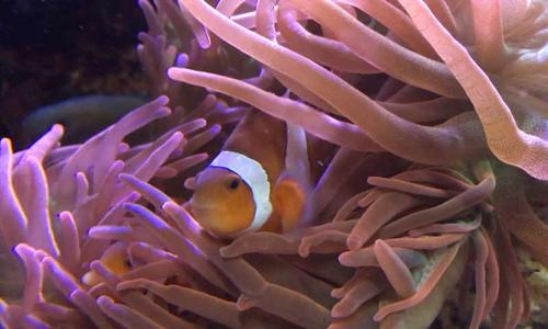 交换细菌可能有助于Nemo鱼与捕杀鱼类的海葵同居
