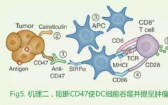 NEJM发布关键临床数据 抗癌新药CD47抗体