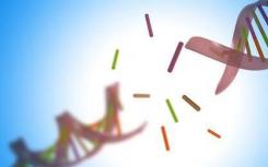 研究人员发现了DNA损伤控制背后的机制