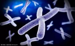 生物学家在染色体方面找到了它的长短