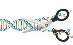 科学家能否将基因编辑用于疾病预防而非人类增强
