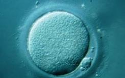 保护卵母细胞独特表观基因组和母体生育能力的机制