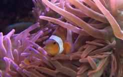 交换细菌可能有助于Nemo鱼与捕杀鱼类的海葵同居