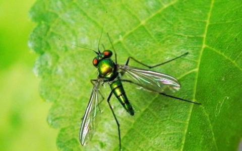 关于昆虫DNA分析和生物多样性估计的新讨论